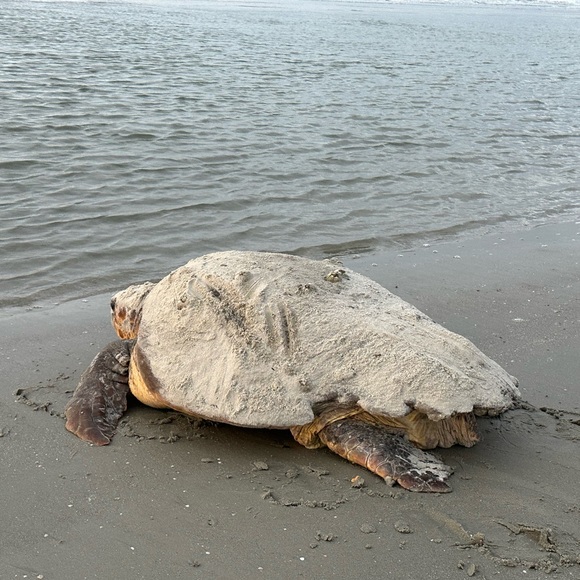 Meet your Posher, Taylor - Picture 3 of 5